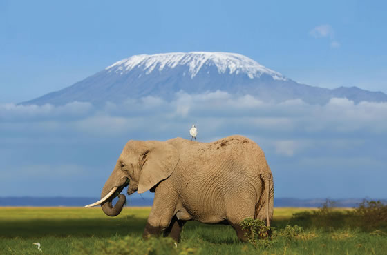 5 Days Tsavo East, Tsavo West and Amboseli Mombasa Safari